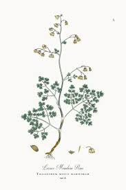 Attēlu rezultāti vaicājumam “Thalictrum minus”