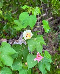 Attēlu rezultāti vaicājumam “Antrodia gossypium”
