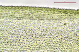 Attēlu rezultāti vaicājumam “Aulacomnium palustre”