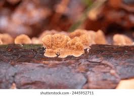 Attēlu rezultāti vaicājumam “Steccherinum ochraceum”