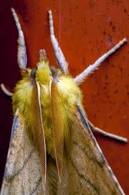 Attēlu rezultāti vaicājumam “Ennomos alniaria”