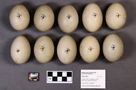 Attēlu rezultāti vaicājumam “Anas platyrhynchos eggs”