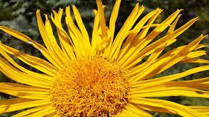 Image result for Inula hirta