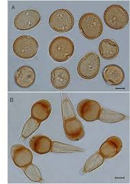 Attēlu rezultāti vaicājumam “Puccinia urticata”
