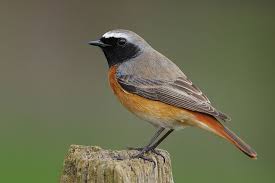 Attēlu rezultāti vaicājumam “Phoenicurus phoenicurus”