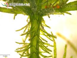 Attēlu rezultāti vaicājumam “Chara hispida”