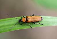 Attēlu rezultāti vaicājumam “Anogcodes melanurus”