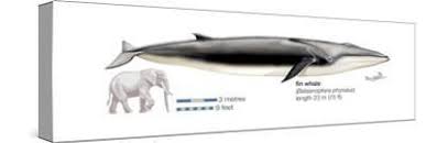 Image result for Balaenoptera physalus