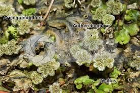 Image result for Marchantia polymorpha