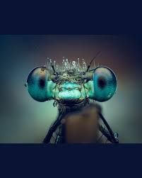 Attēlu rezultāti vaicājumam “Colloderma robustum macro”