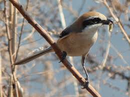 Attēlu rezultāti vaicājumam “Laniidae”