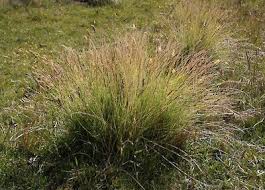 Attēlu rezultāti vaicājumam “Nardus stricta fruit”