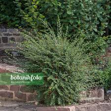 Attēlu rezultāti vaicājumam “Cotoneaster divaricatus”