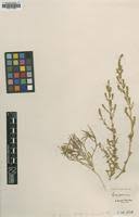 Attēlu rezultāti vaicājumam “Corispermum hyssopifolium fruit”