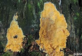 Attēlu rezultāti vaicājumam “Hapalopilus aurantiacus”