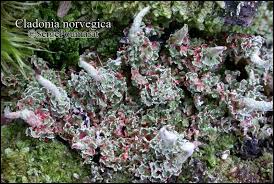 Attēlu rezultāti vaicājumam “Cladonia norvegica”