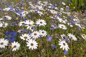 Image result for Dimorphotheca pluvialis