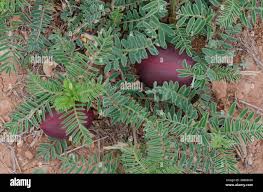 Attēlu rezultāti vaicājumam “Astragalus danicus fruit”