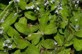 Image result for Veronica officinalis