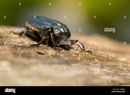 Attēlu rezultāti vaicājumam “Osmoderma barnabita”