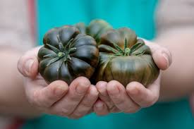 Afbeeldingsresultaat voor marmande jaune tomato