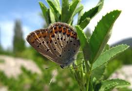 Attēlu rezultāti vaicājumam “Plebejus idas underside”