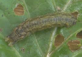 Attēlu rezultāti vaicājumam “Abraxas grossulariata larva”