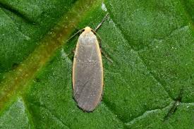 Attēlu rezultāti vaicājumam “Eilema griseola larva”