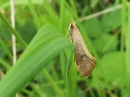 Attēlu rezultāti vaicājumam “Nematopogon sp.”
