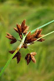 Attēlu rezultāti vaicājumam “Bolboschoenus maritimus”
