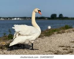 Attēlu rezultāti vaicājumam “Cygnus olor”