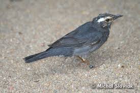 Image result for Zoothera sibirica