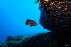 Image result for Mycteroperca rubra