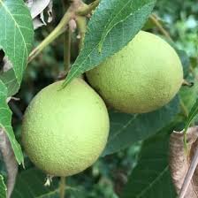 Attēlu rezultāti vaicājumam “Juglans cinerea fruit”