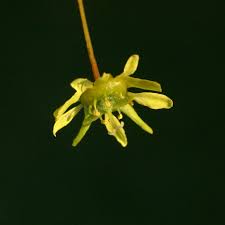 Attēlu rezultāti vaicājumam “Acer platanoides flower”