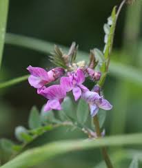 Attēlu rezultāti vaicājumam “Vicia sepium flower”