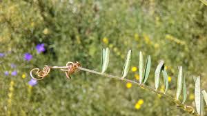 Attēlu rezultāti vaicājumam “Vicia hirsuta leaf”