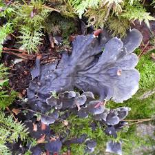 Attēlu rezultāti vaicājumam “Peltigera praetextata”