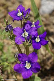 Image result for Legousia speculum-veneris