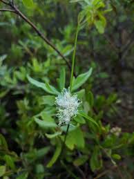 Attēlu rezultāti vaicājumam “Eriophorum gracile leaf”