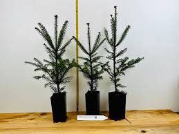 Attēlu rezultāti vaicājumam “Abies balsamea”