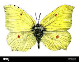 Attēlu rezultāti vaicājumam “Gonepteryx rhamni male”