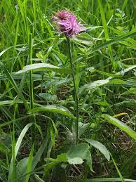 Image result for Centaurea pseudophrygia