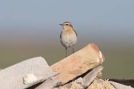 Attēlu rezultāti vaicājumam “Oenanthe oenanthe female”