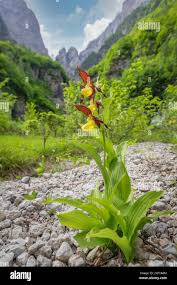 Attēlu rezultāti vaicājumam “Cypripedium calceolus flower”
