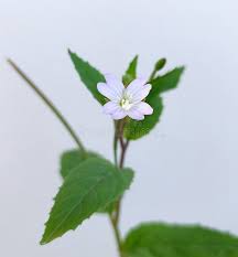 Attēlu rezultāti vaicājumam “Epilobium montanum flower”