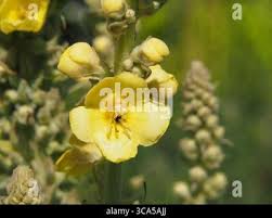 Attēlu rezultāti vaicājumam “Verbascum densiflorum bud”