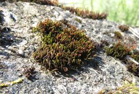 Attēlu rezultāti vaicājumam “Schistidium dupretii sporophyte”