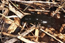 Attēlu rezultāti vaicājumam “Haemopis sanguisuga”