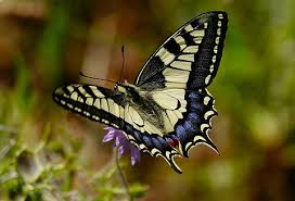 Attēlu rezultāti vaicājumam “Papilio machaon”